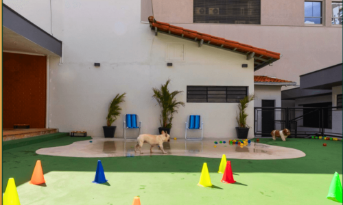 Creche para Cachorro em Campinas