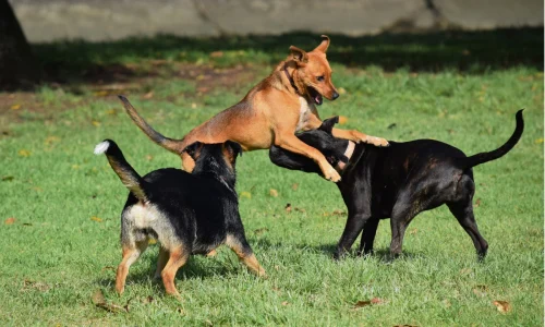 Creche para Cachorro em Curitiba