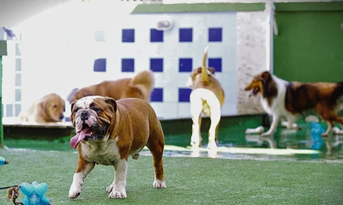 Creche para Cachorro no Rio de Janeiro
