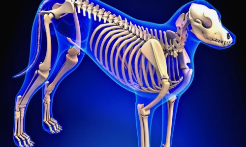 Esqueleto de Cachorro