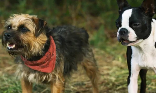 Filme Ruim pra Cachorro