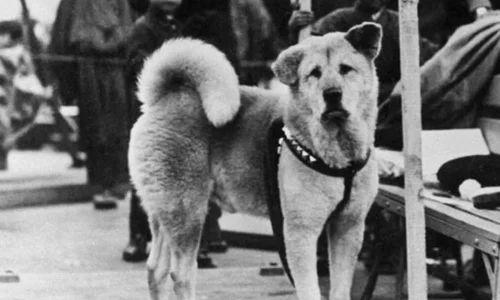Filme do cachorro que espera o dono