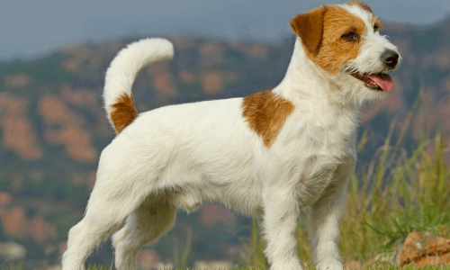 Raças de Cachorro com a Letra J Jack Russell Terrier