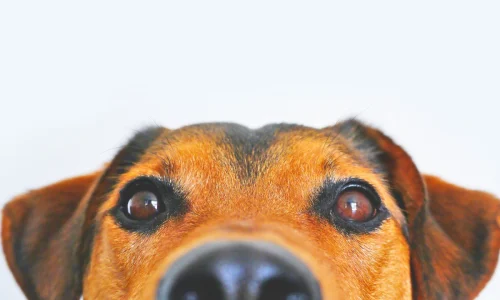 Marcas de Ração para Cachorro mais Barata