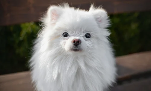 Raça de Cachorros Muito Popular no Brasil