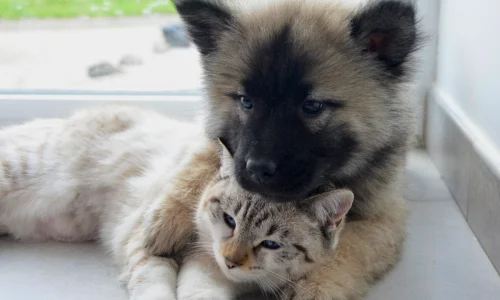 Ração de Cachorro Faz Mal para Gato