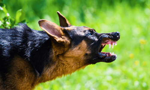 Sonhar com Cachorros Atacando