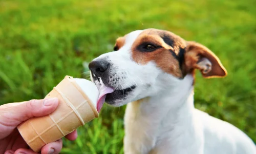 Cachorro pode comer sorvete