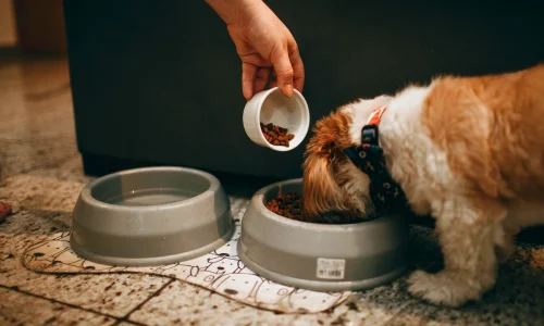 Tipos de Ração para Cachorro